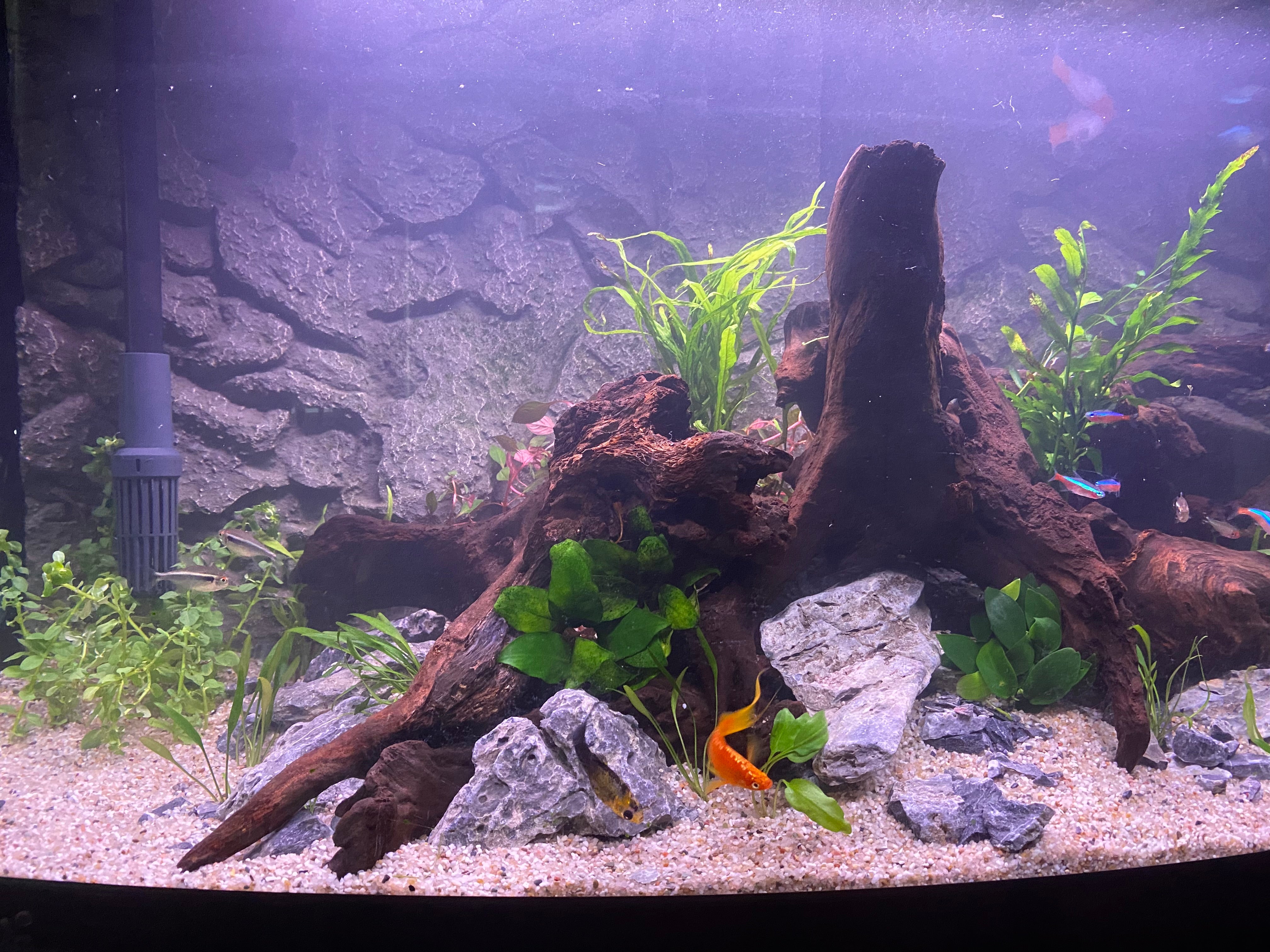 Aquascapes