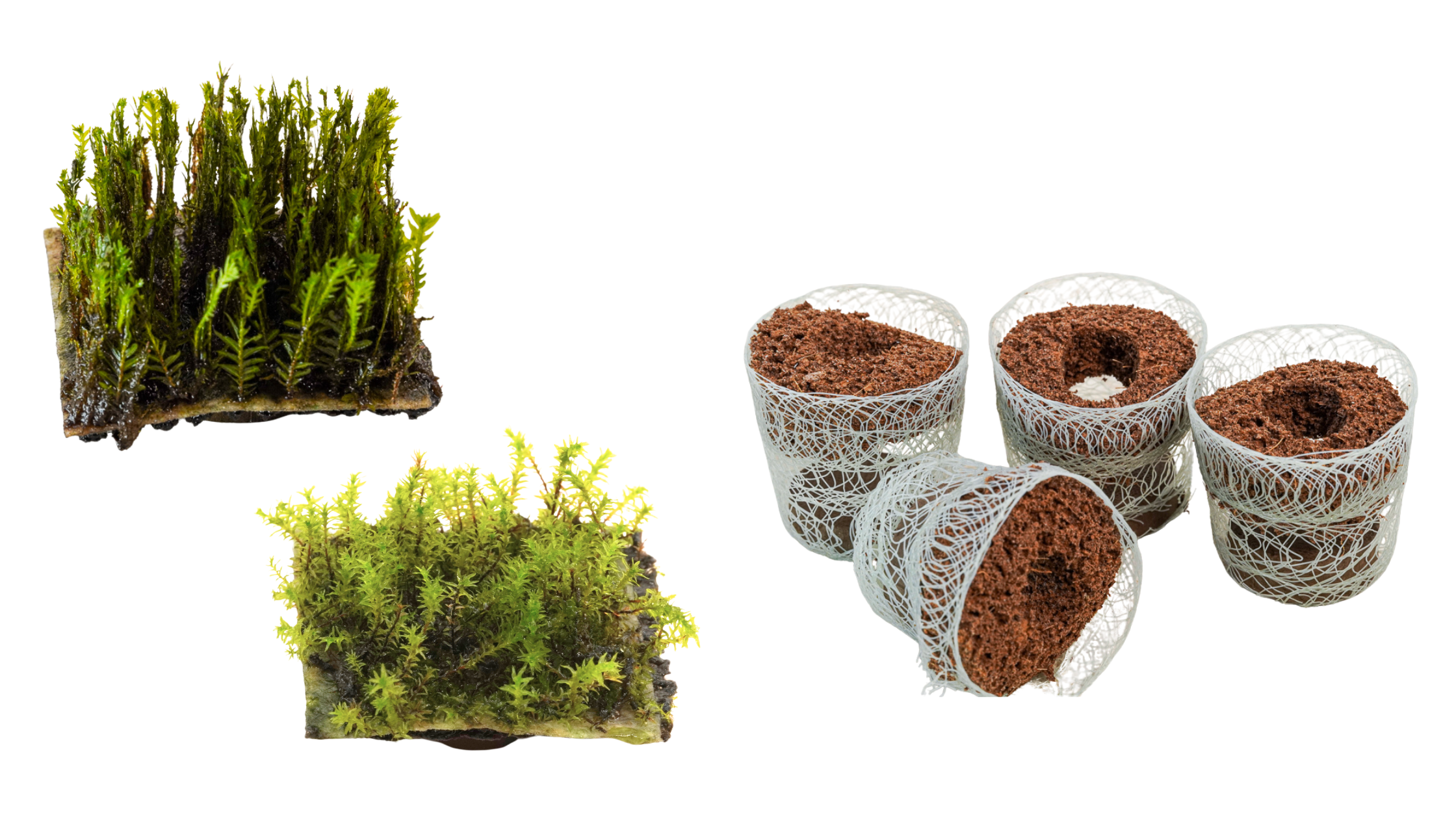 Scaper moss & plugs