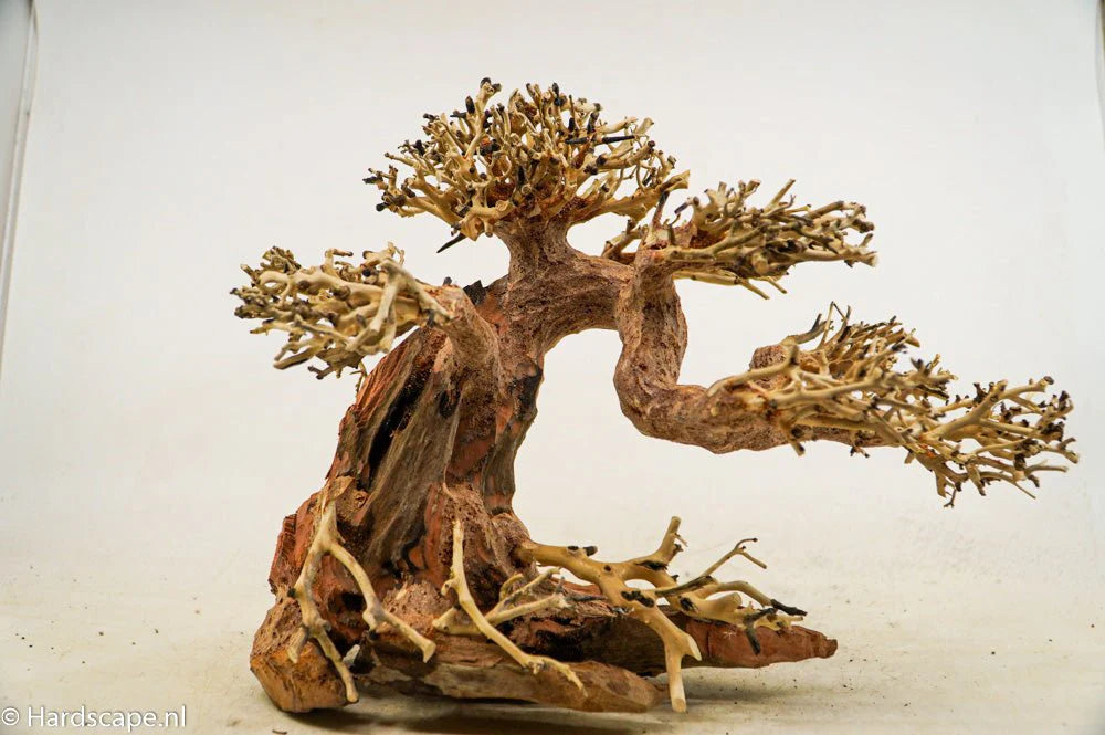 Bonsai Trees
