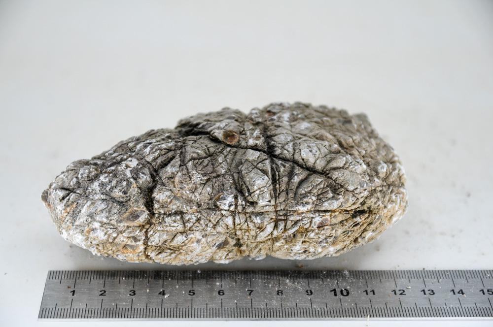 Elephant Skin Rock - Hardscape.nl