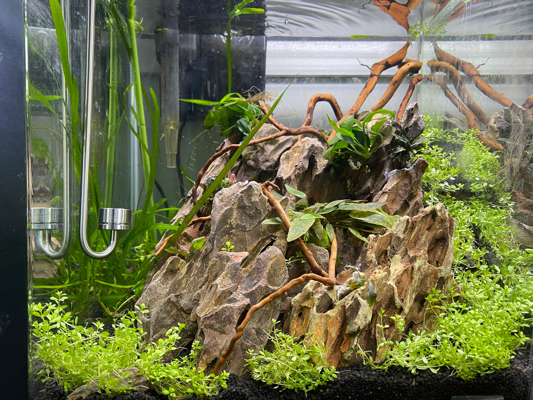 Aquascaping en de fascinerende geschiedenis