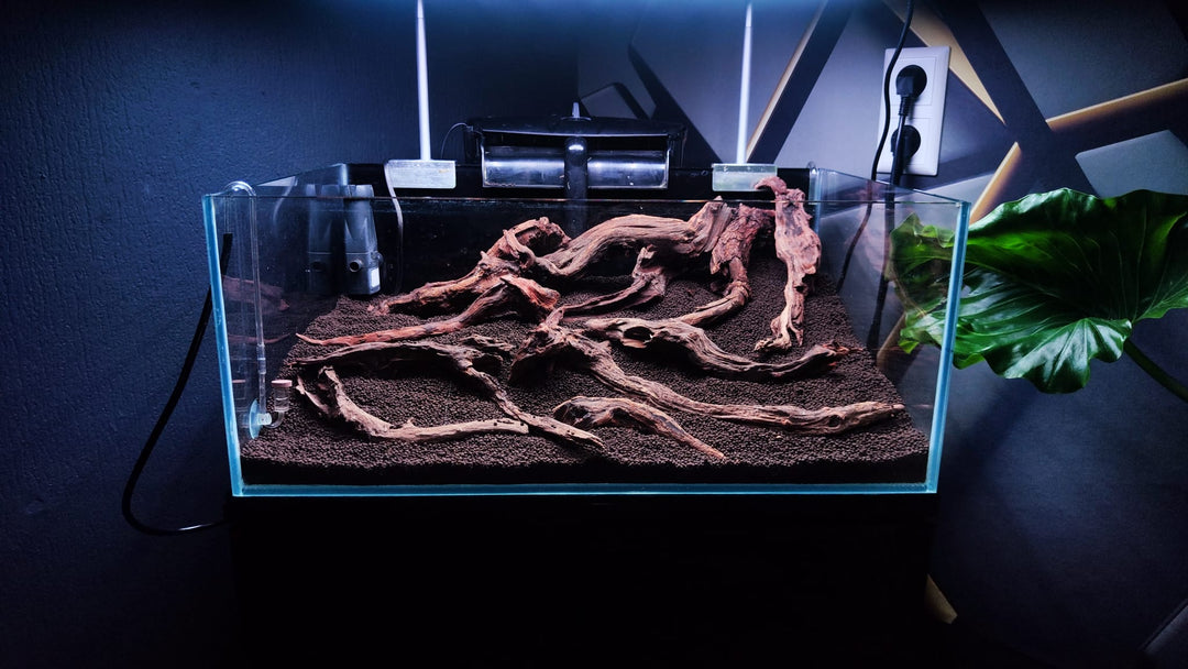 Damian's scape