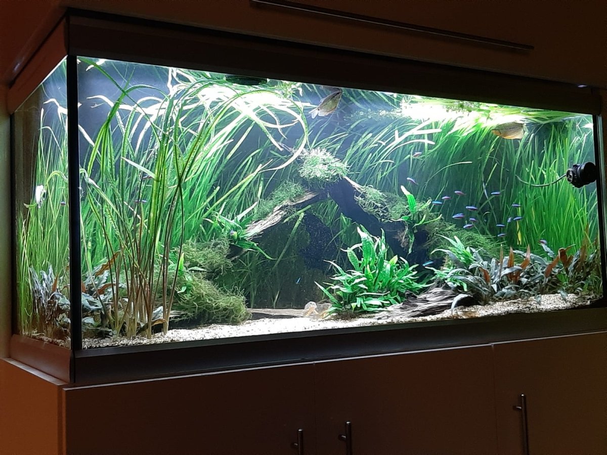 Alex's aquarium - Hardscape.nl