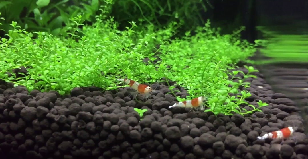 Aqua Soil: De perfecte bodem?