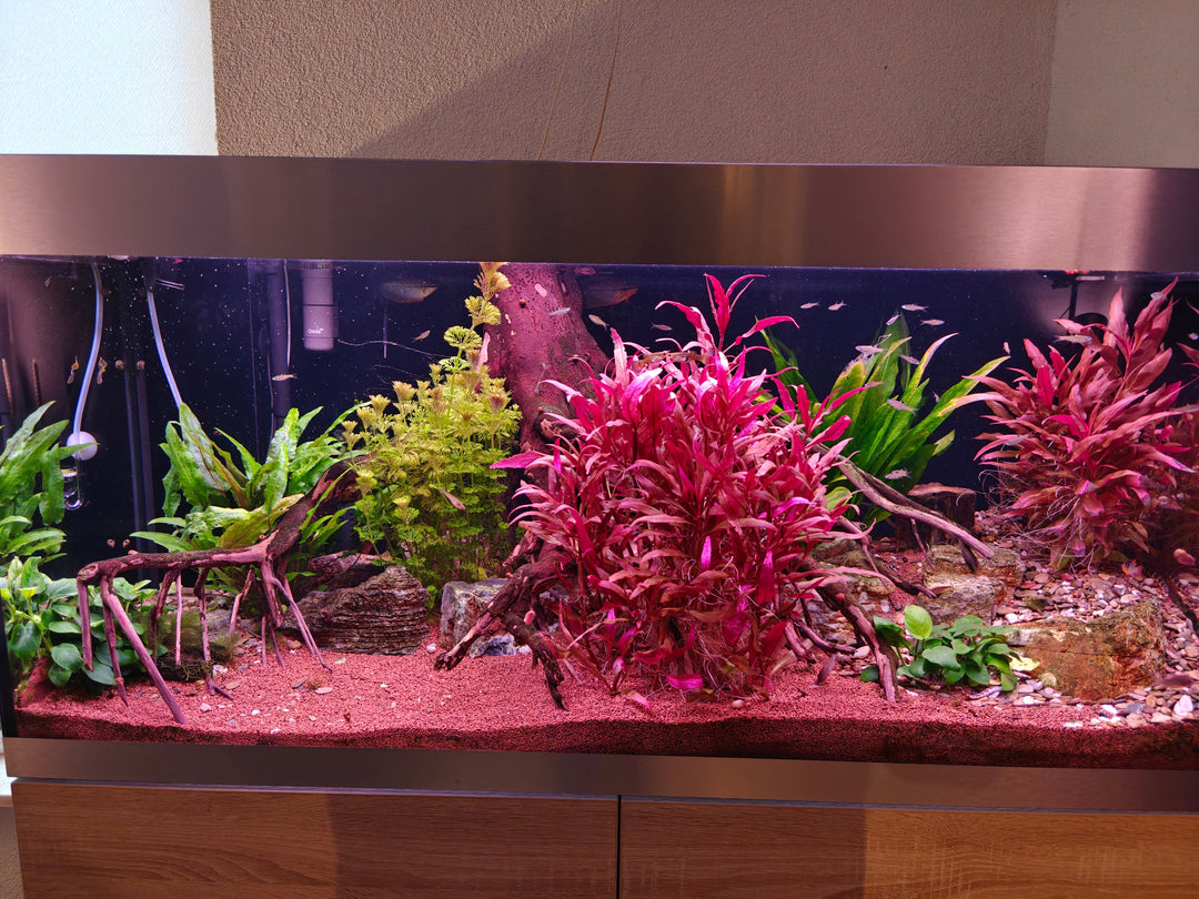 Jeroen's scape