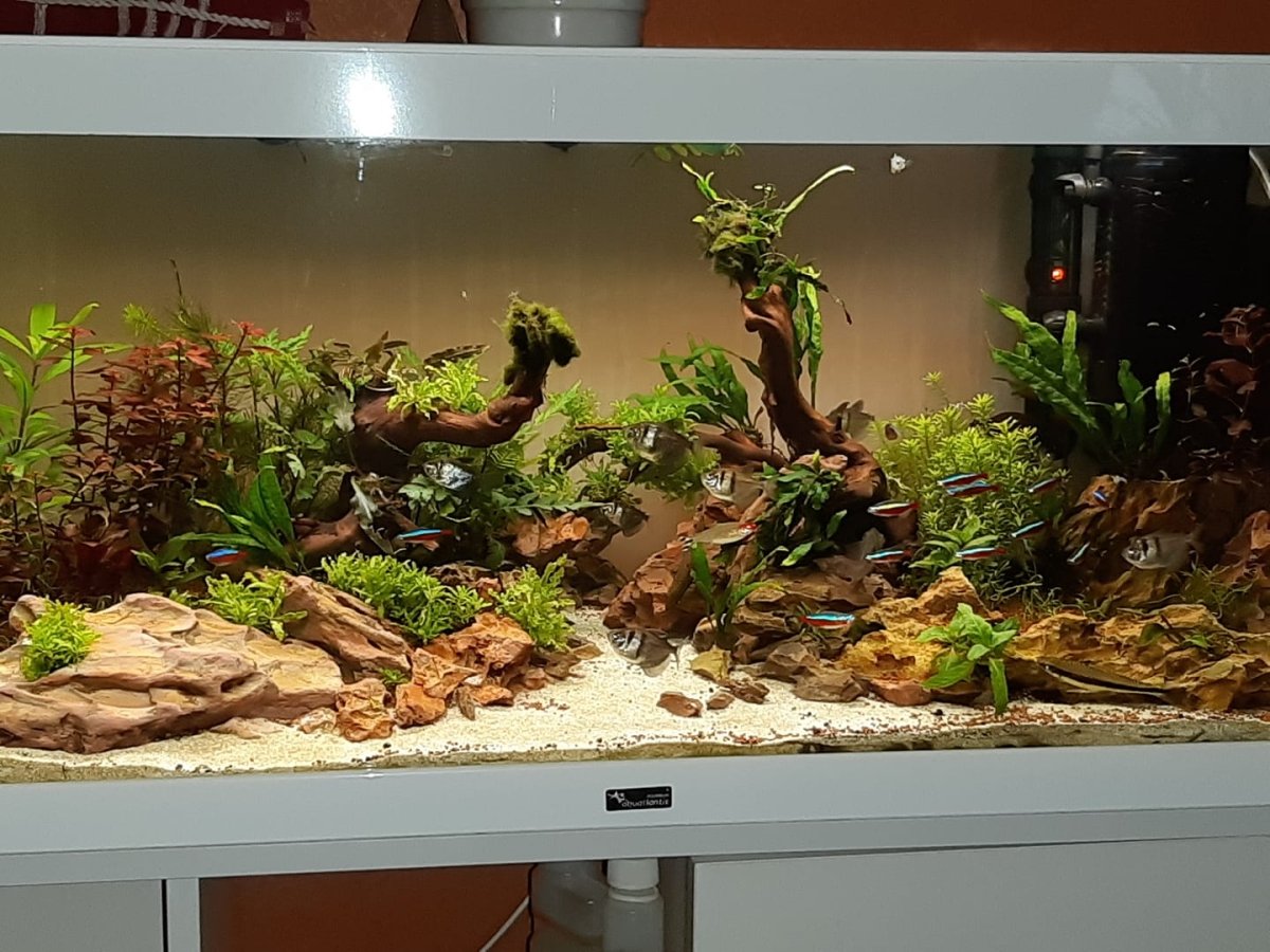 Marinus's Scape - Hardscape.nl