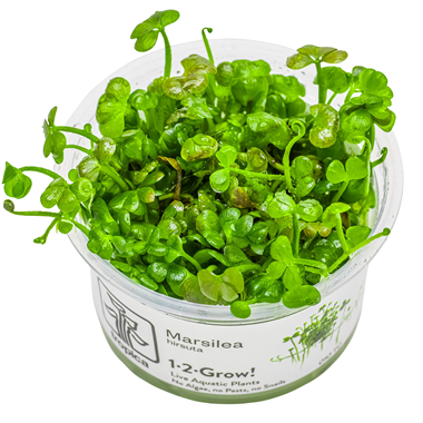 Aquariumplanten waar moet je beginnen?