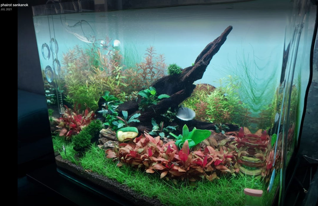 Phairot's Aquascape - Hardscape.nl