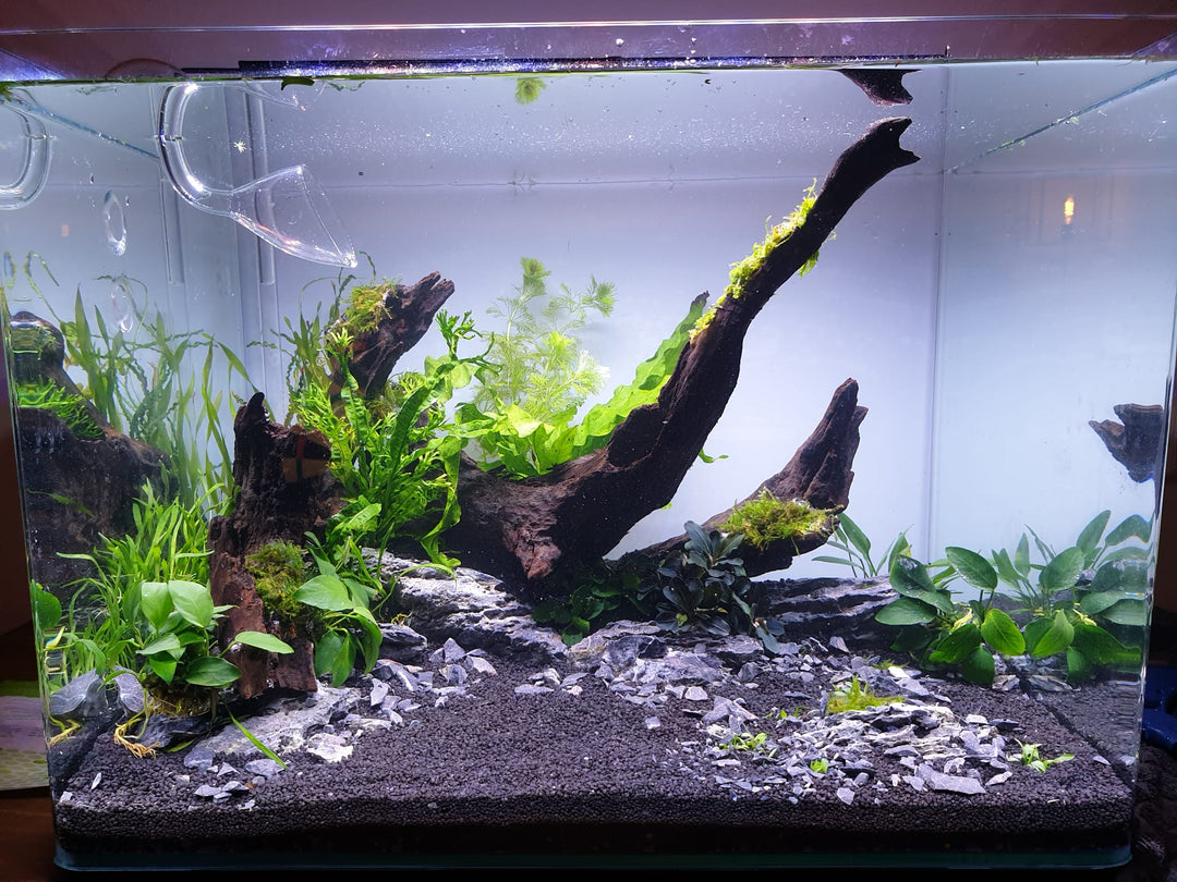 Aquarium Koelen: Tips om Oververhitting te Voorkomen