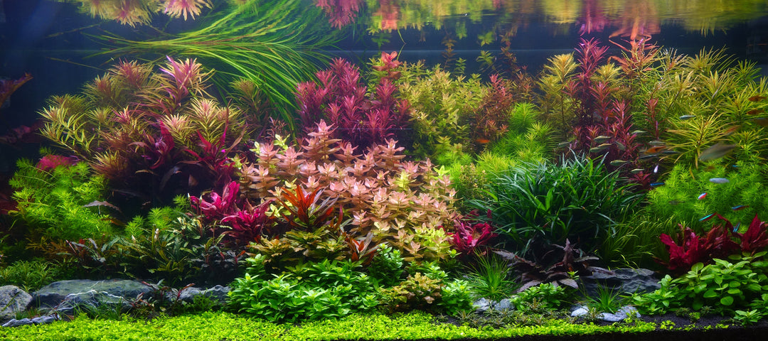 Estimative Index voedingsmethode voor aquaria