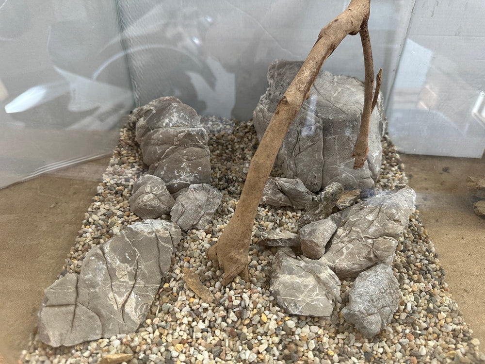 Elephant Rock - Hardscape.nl