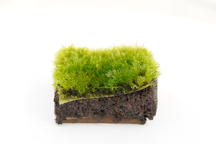 Fissidens species mini - Hardscape.nl