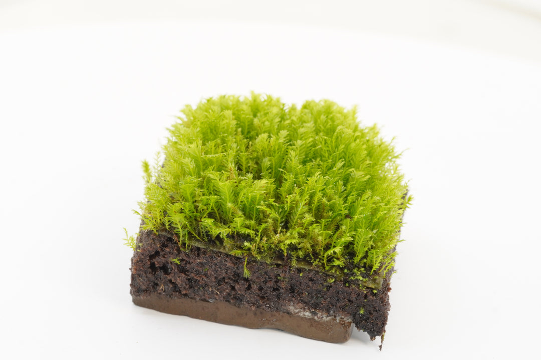 Fissidens phoenix - Hardscape.nl