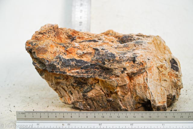Petrified Wood XL79