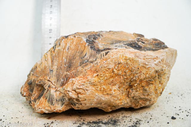 Petrified Wood XL79