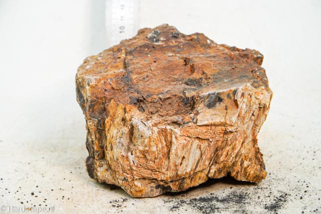 Petrified Wood XL80