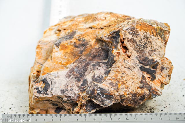 Petrified Wood XL82