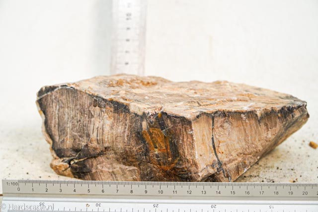 Petrified Wood XL83