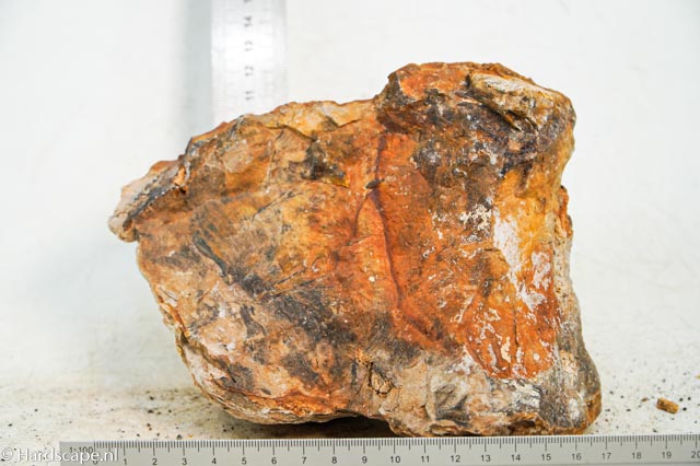 Petrified Wood XL84