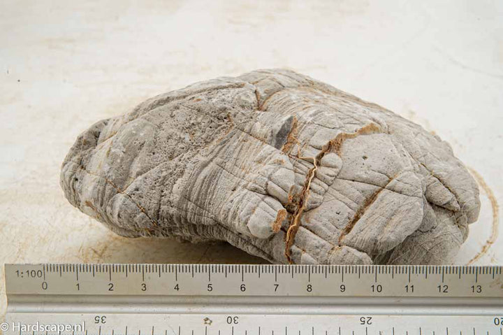 Elephant Skin Rock M156