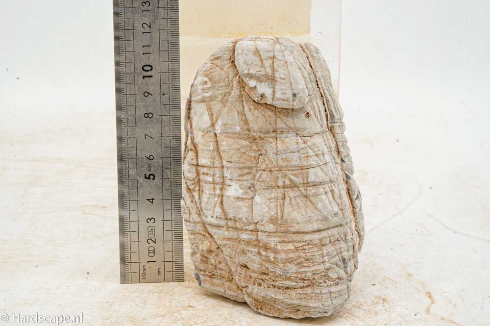 Elephant Skin Rock M159