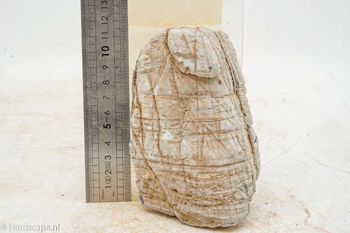 Elephant Skin Rock M159