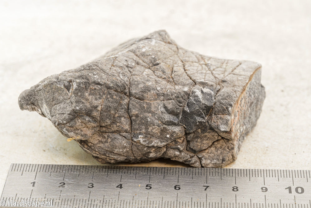Elephant Skin Rock S64 - Hardscape.nl