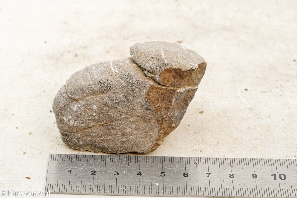 Elephant Skin Rock S90 - Hardscape.nl