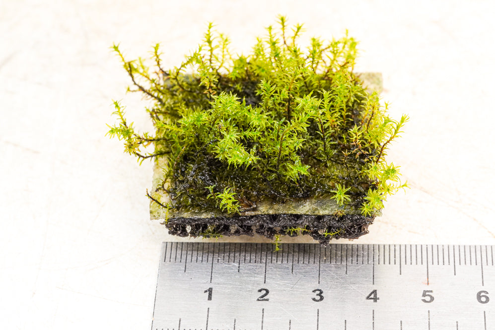 Fissidens nagasaki - Hardscape.nl