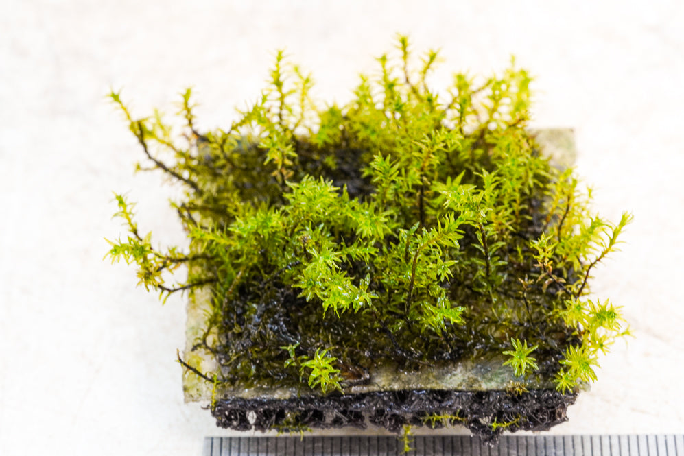 Fissidens nagasaki - Hardscape.nl