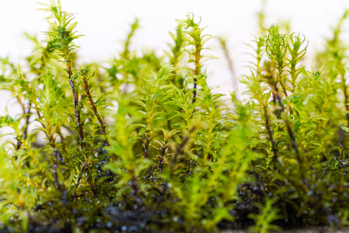 Fissidens nagasaki - Hardscape.nl