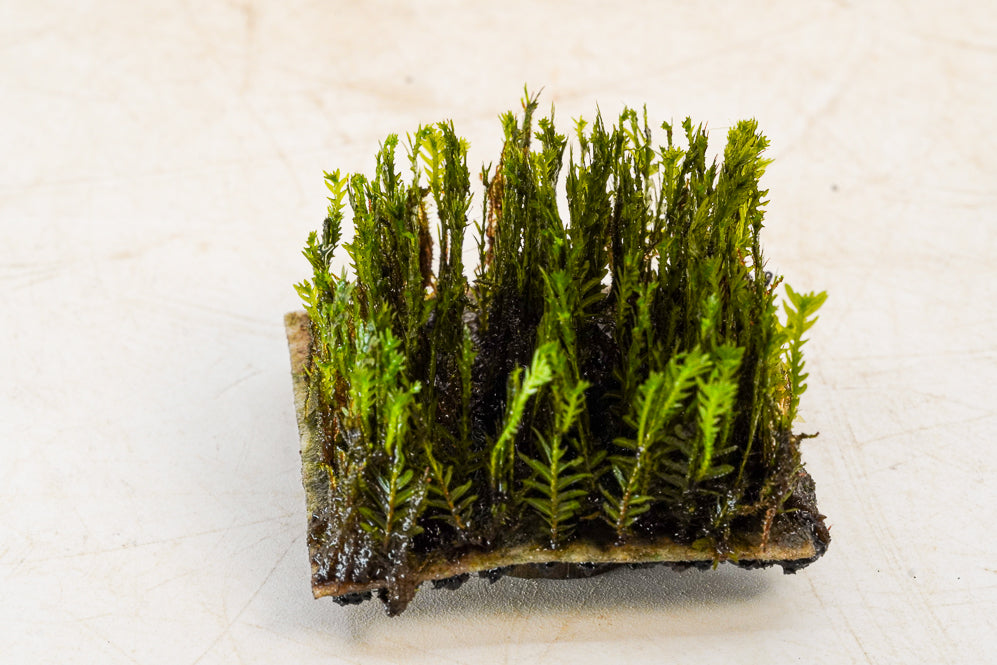 Fissidens phoenix met growmat