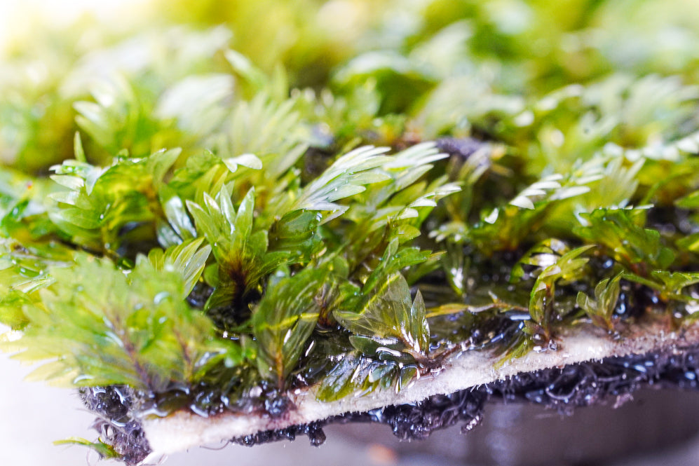 Fissidens sp mini