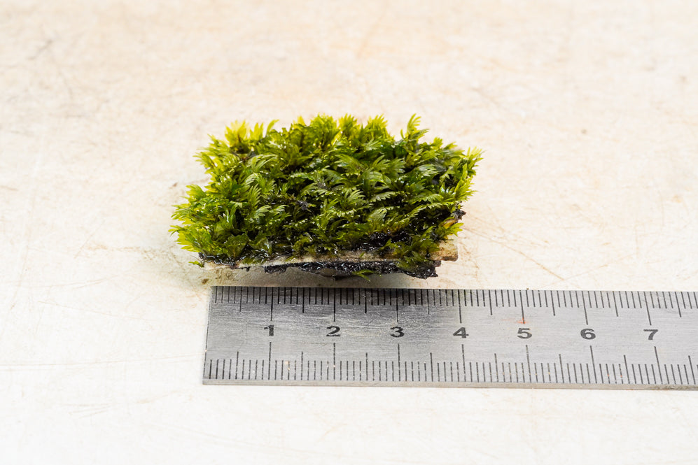 Fissidens species mini - Hardscape.nl
