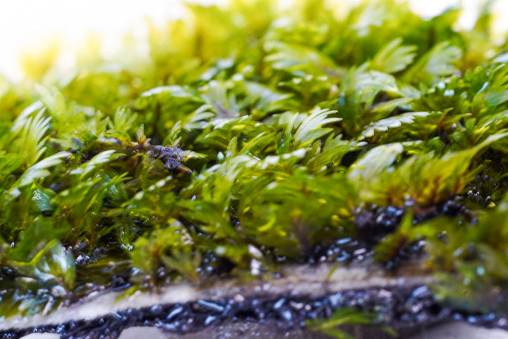 Fissidens species mini - Hardscape.nl