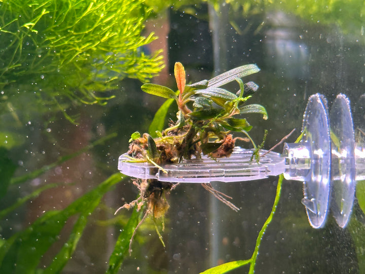 Acryl mos roosters - Hardscape.nl