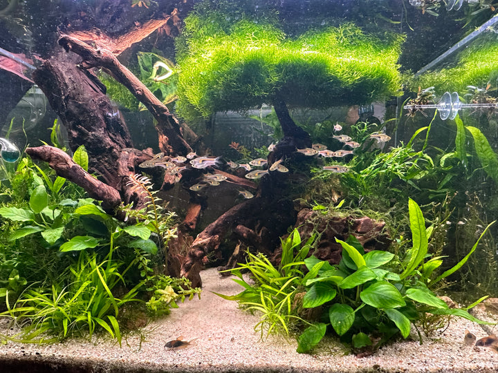 Acryl mos roosters - Hardscape.nl