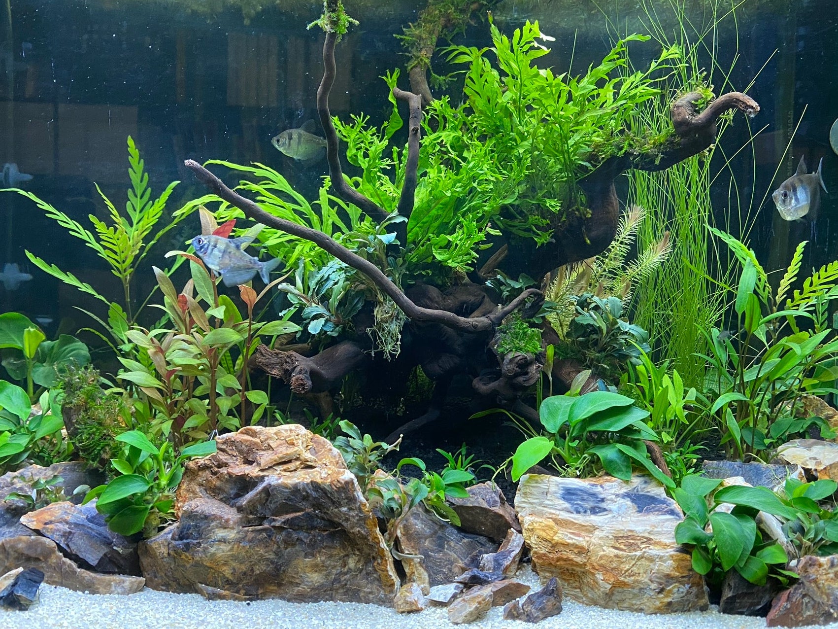 petrified wood aquascape