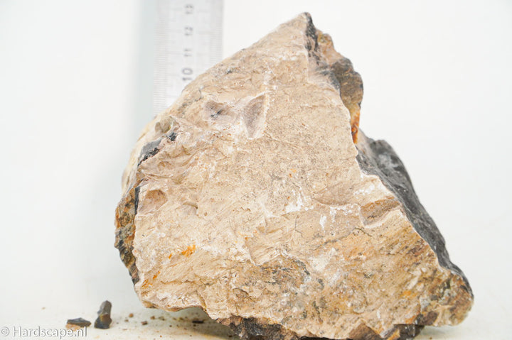 Petrified Wood L103 - Hardscape.nl