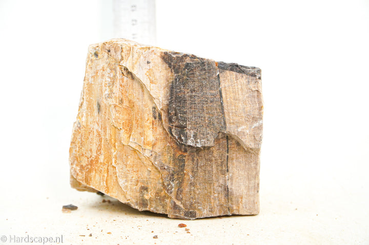 Petrified Wood L104 - Hardscape.nl