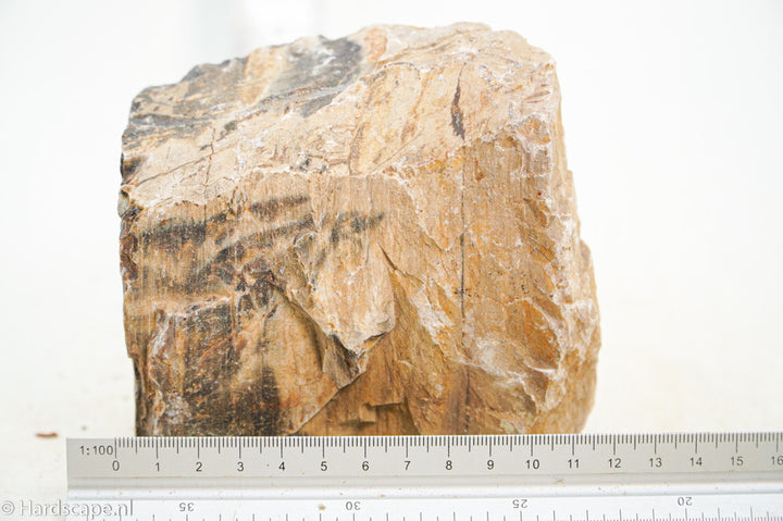 Petrified Wood L104 - Hardscape.nl