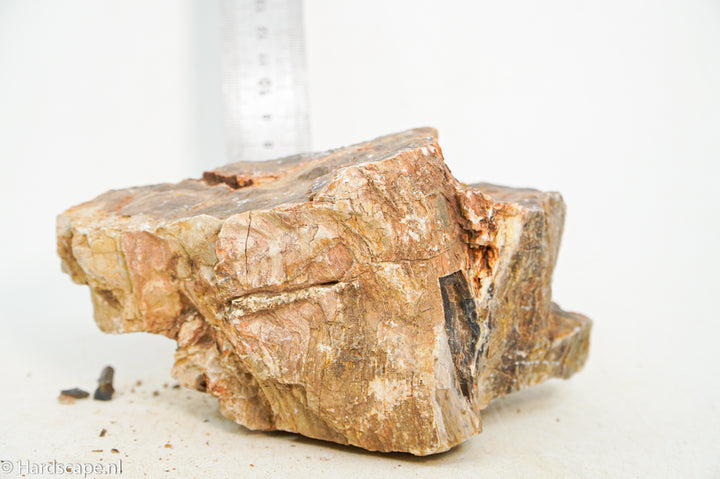 Petrified Wood L98 - Hardscape.nl
