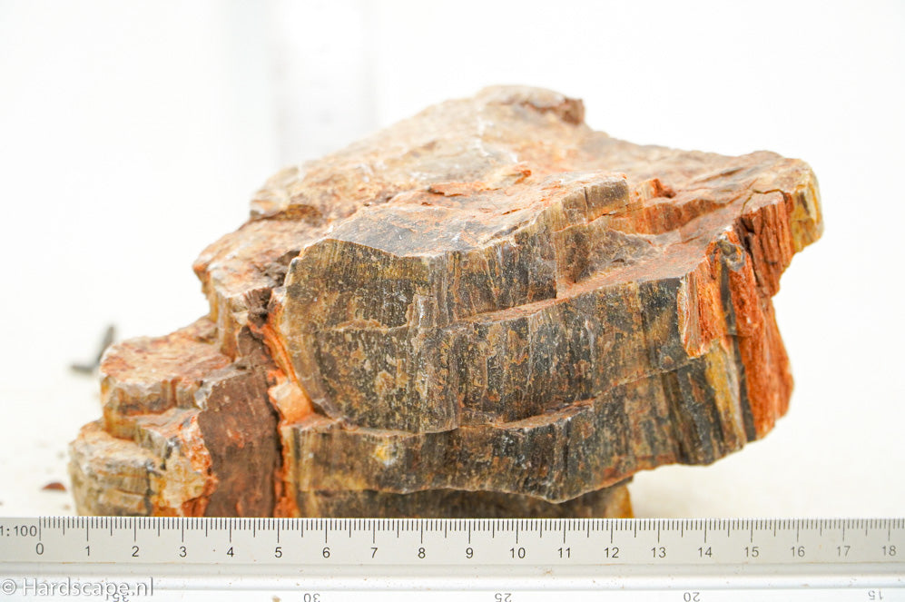 Petrified Wood L98 - Hardscape.nl