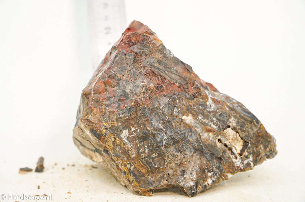 Petrified Wood L99 - Hardscape.nl