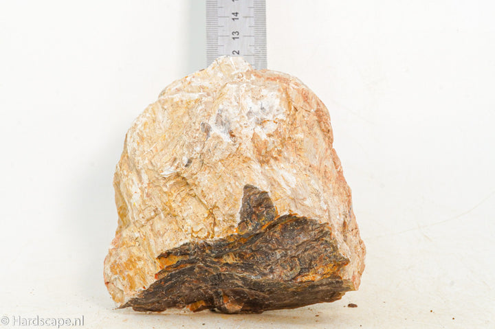 Petrified Wood M61 - Hardscape.nl