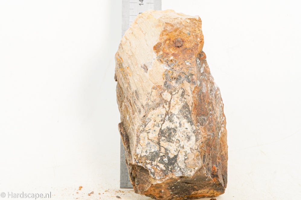 Petrified Wood M63 - Hardscape.nl