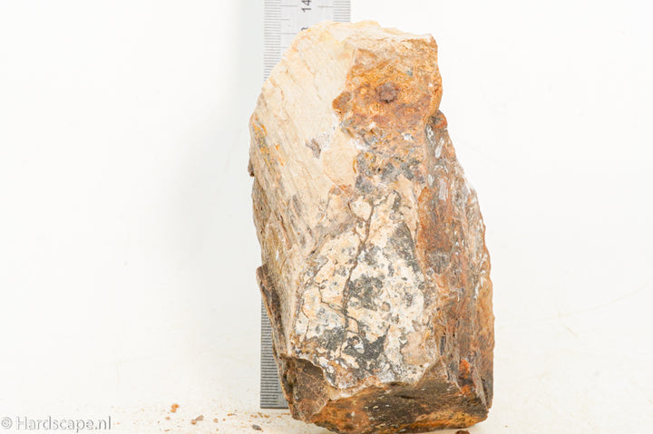 Petrified Wood M63 - Hardscape.nl