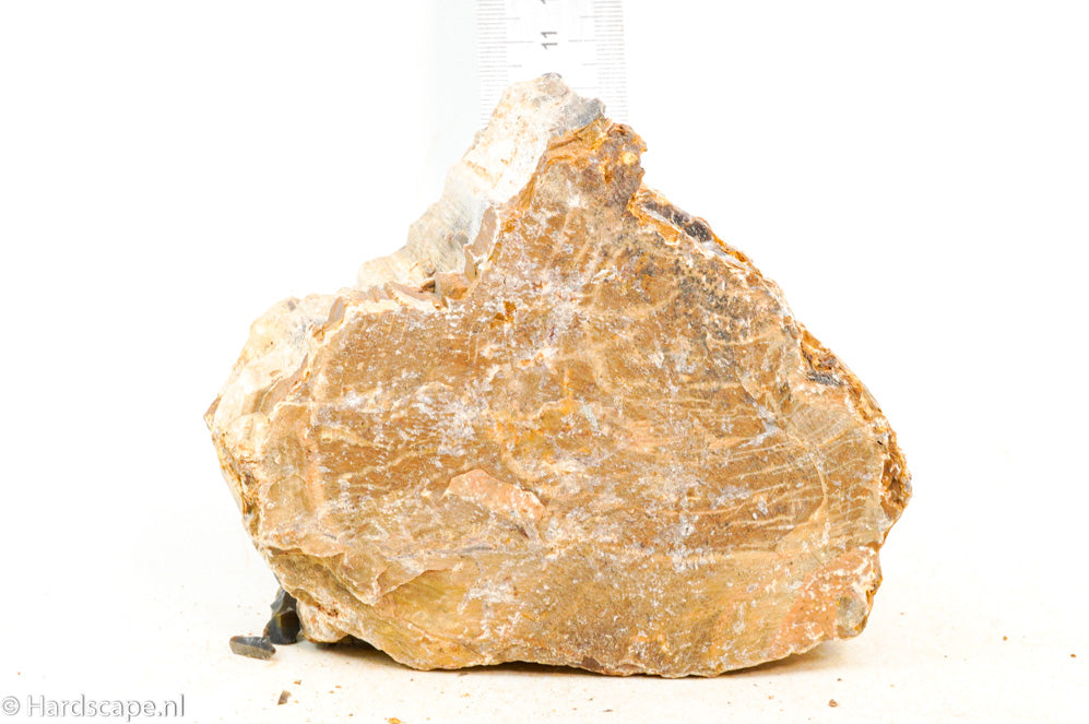 Petrified Wood M64 - Hardscape.nl