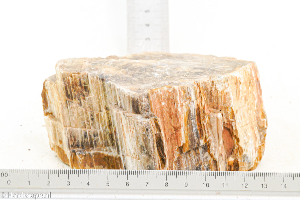 Petrified Wood M64 - Hardscape.nl