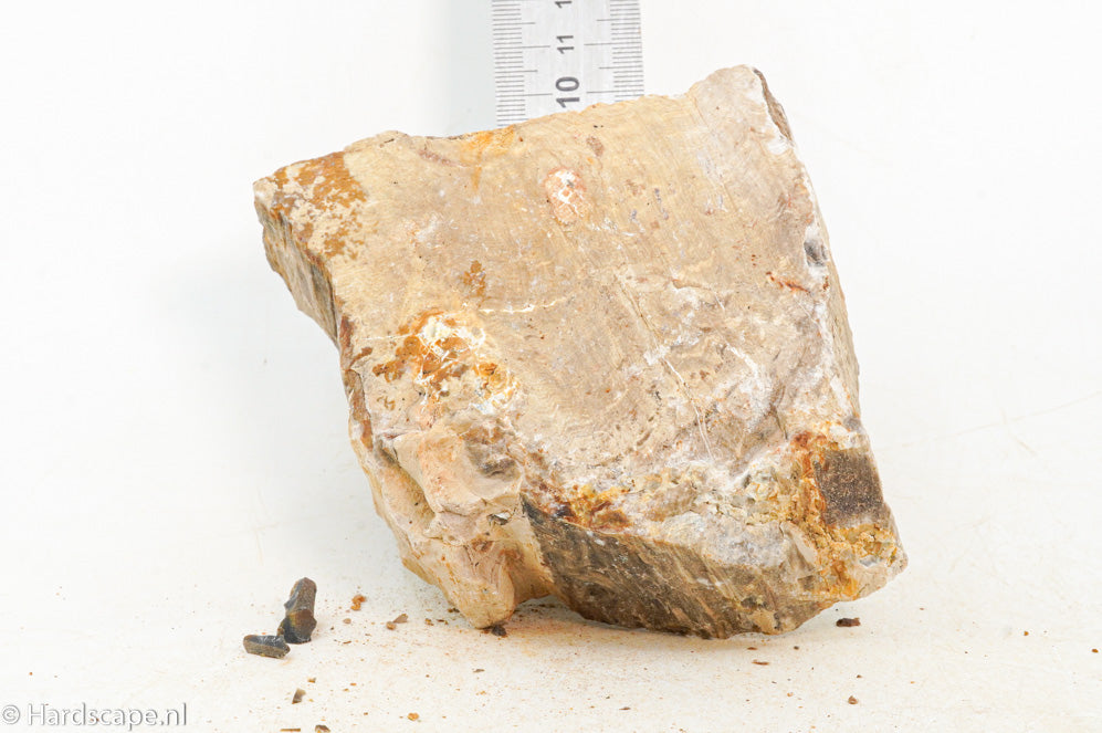 Petrified Wood M65 - Hardscape.nl